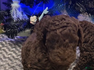 Labradoodle dogs Labradoodle Puppy 2 - Ad 42