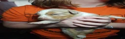Australian Shepherd dogs for sale: 1 Chrissy - Ad 27