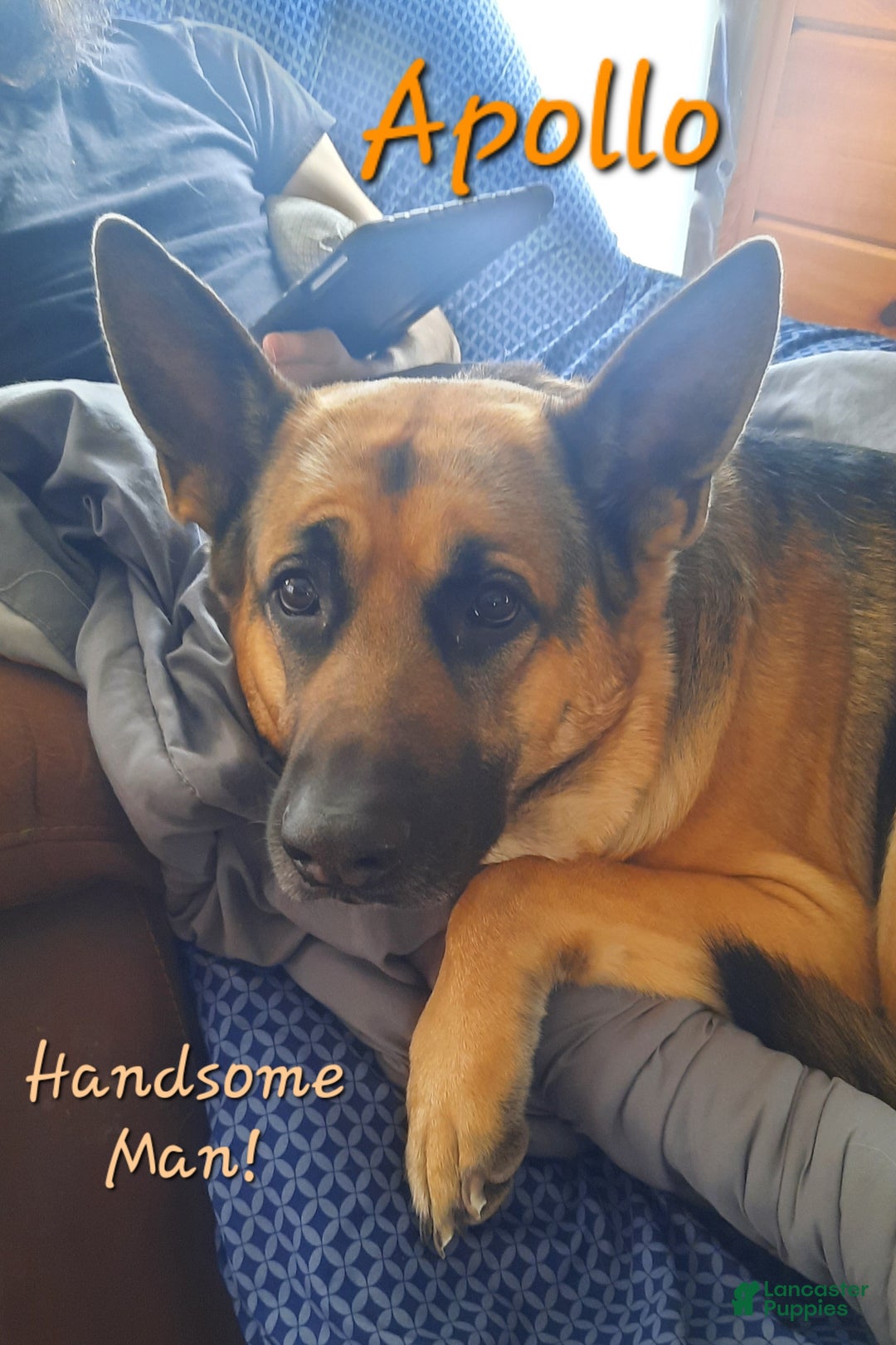 German Shepherd dogs for sale: Diamond - Ad 47