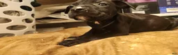 American Pit Bull Terrier dogs for sale: American Pit Bull Terrier 4 - Ad 2