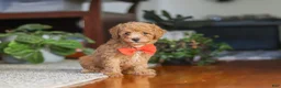 Miniature Poodle dogs for sale: Blake  - Ad 7