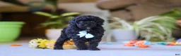Miniature Poodle dogs for sale: Blake - Ad 5