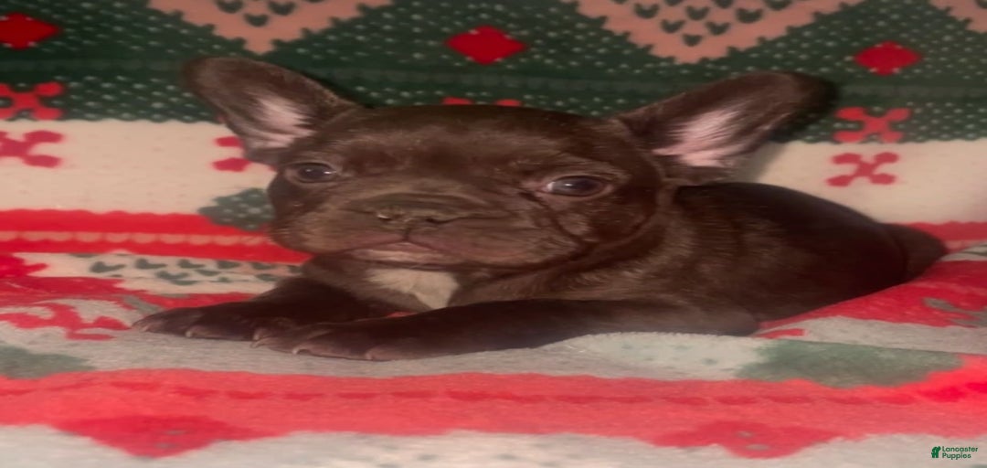 Gallery Image {{count}}