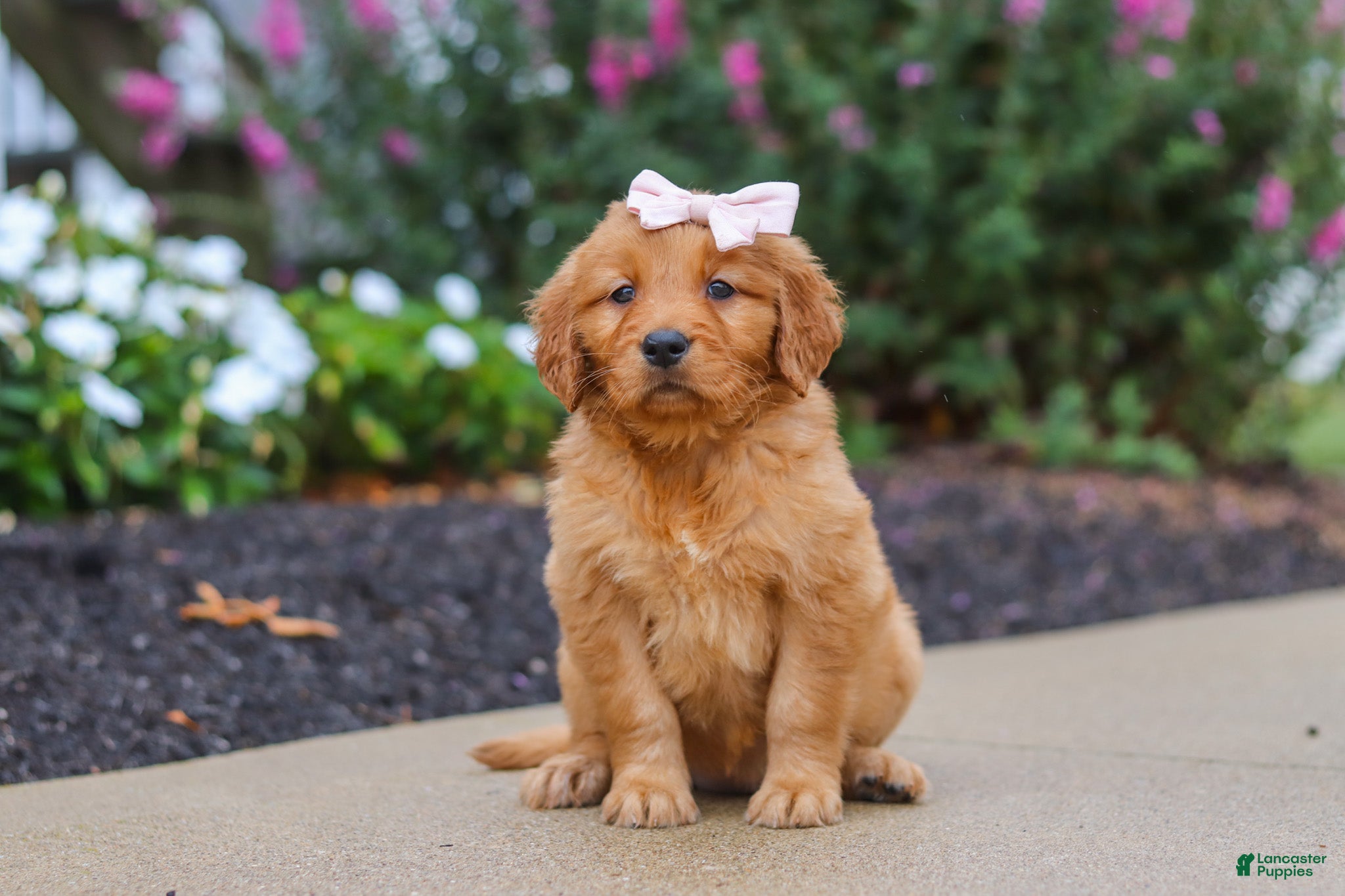 Golden Retriever dogs Goldie - Ad 2