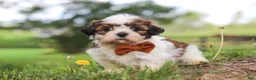 Shih Tzu dogs for sale: Oliver - Ad 3