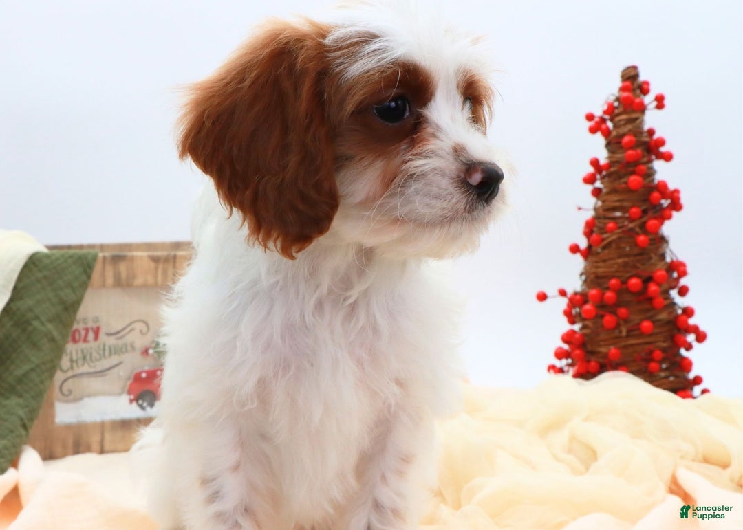 Cavapoo dogs for sale: Finn - Ad 7