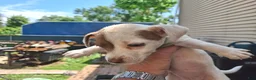 Jack Russell Terrier dogs for sale: Jack Russell Terrier 3 - Ad 8