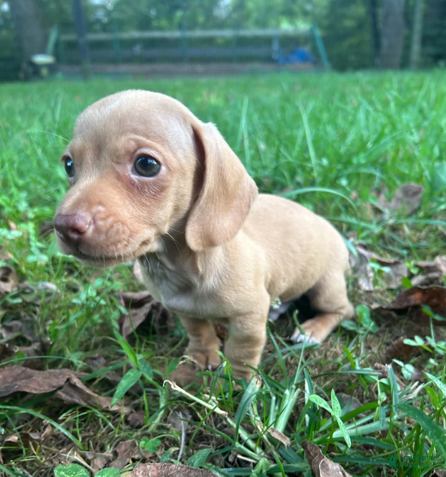Miniature Dachshund dogs AKC Willie Delivery available  - Ad 2