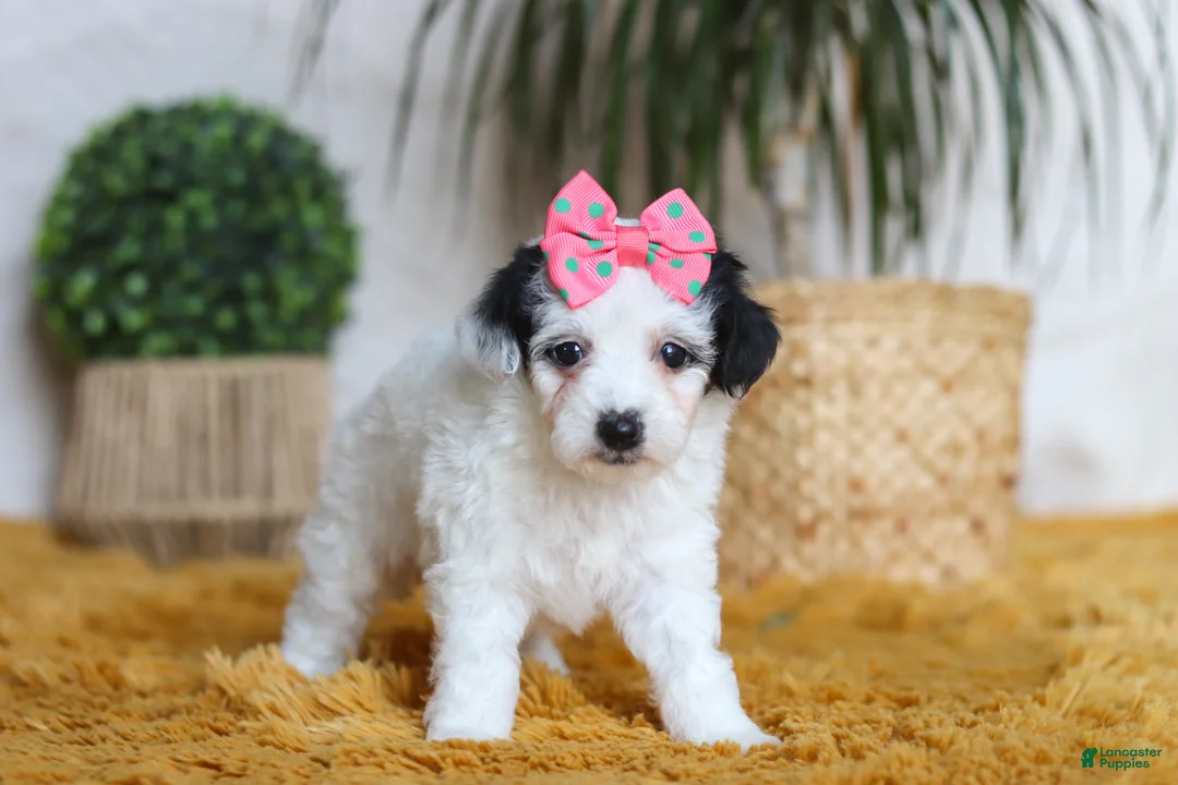 Yorkiepoo dogs for sale: Bliss - Ad 5