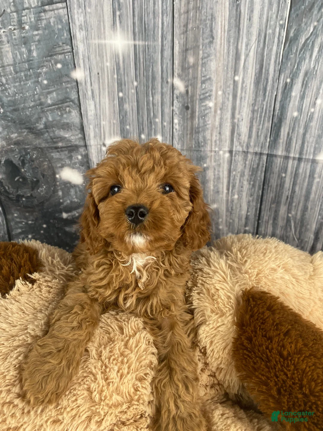 Cavapoo dogs for sale: Rufus - Ad 3