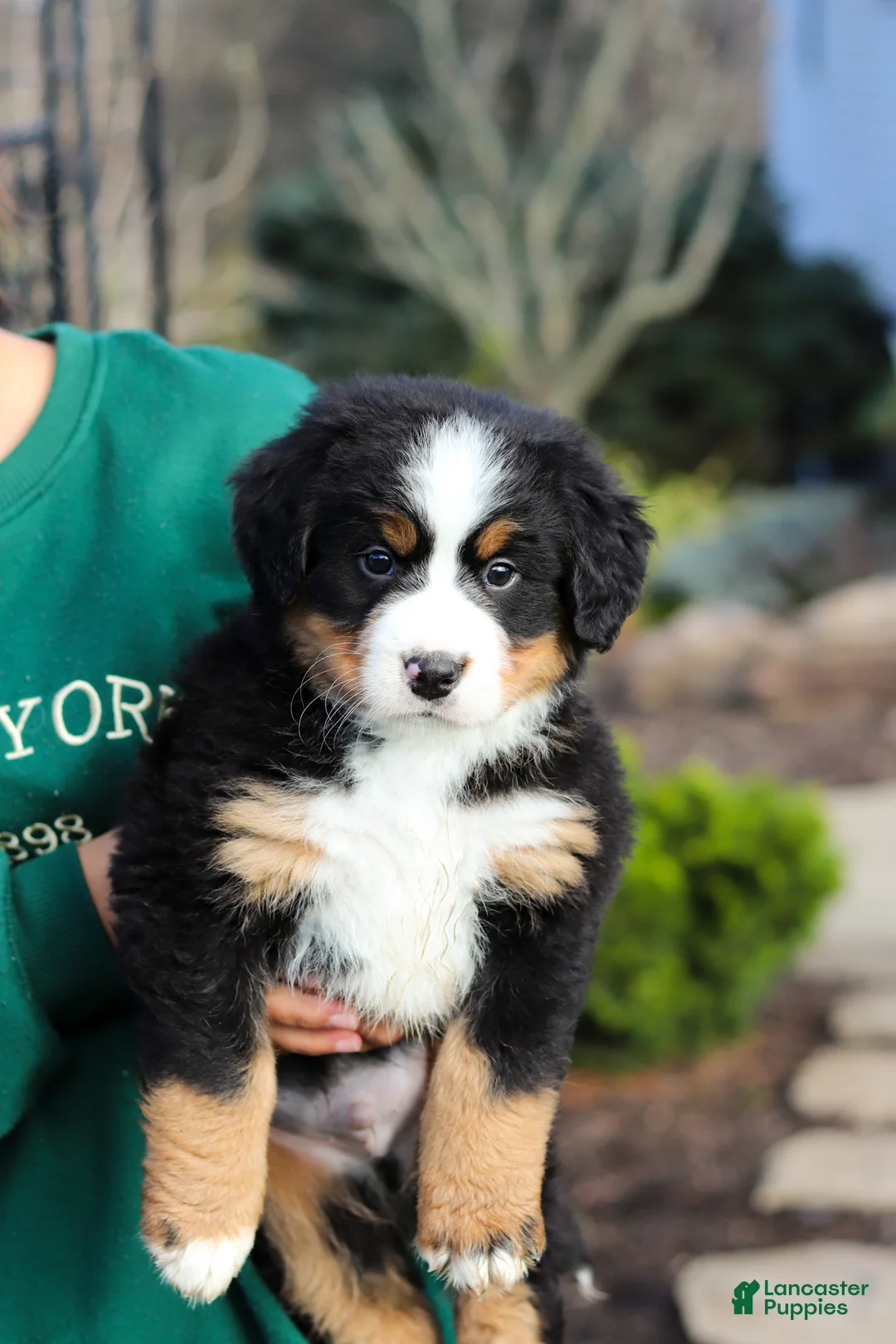 Bernese Mountain Dog dogs for sale: Prince - Ad 8