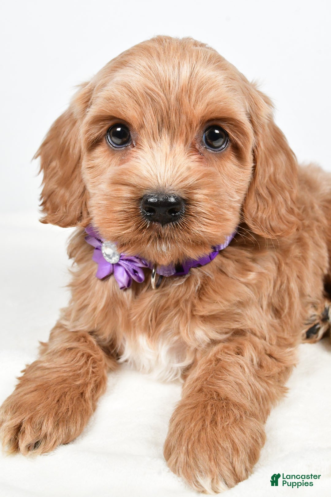 Cockapoo dogs for sale: Cookie - Ad 4
