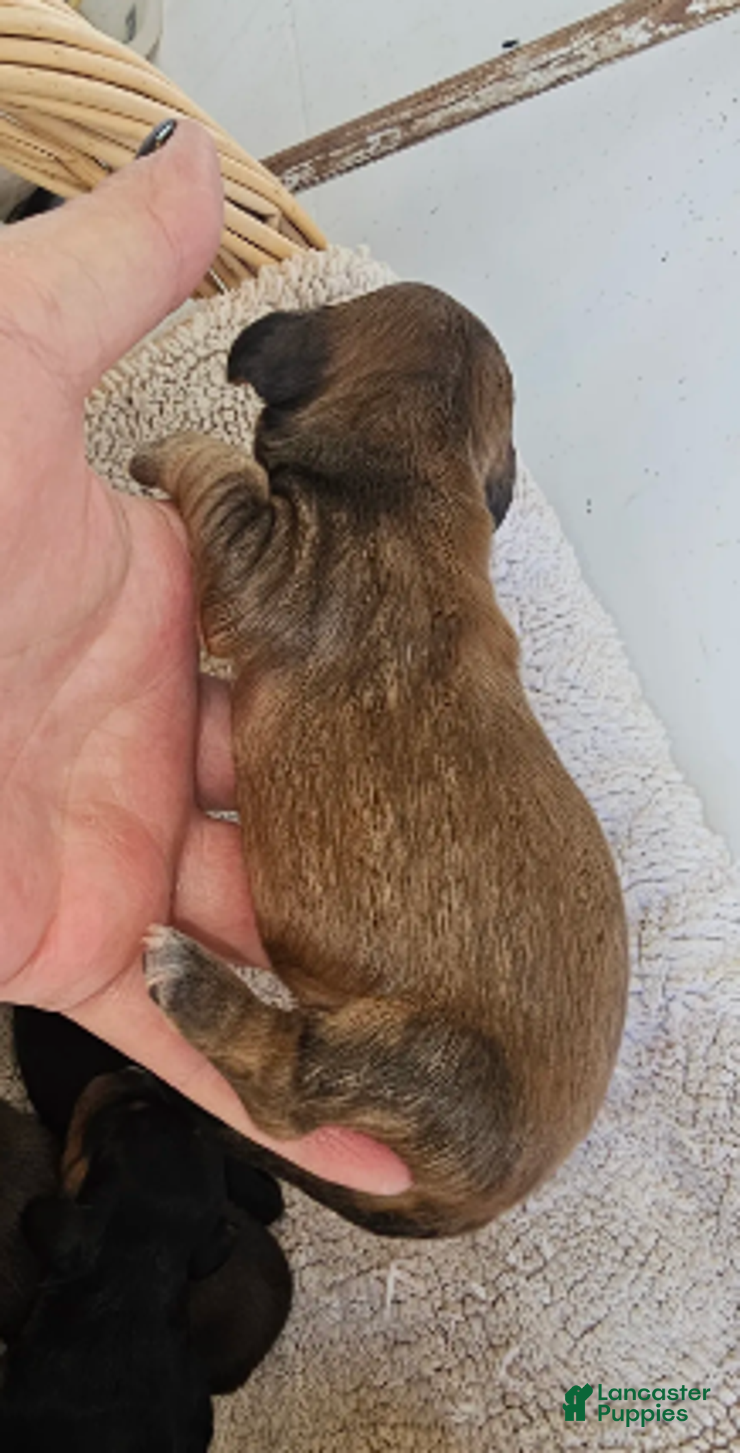 Miniature Dachshund dogs for sale: Duce Long haired - Ad 5