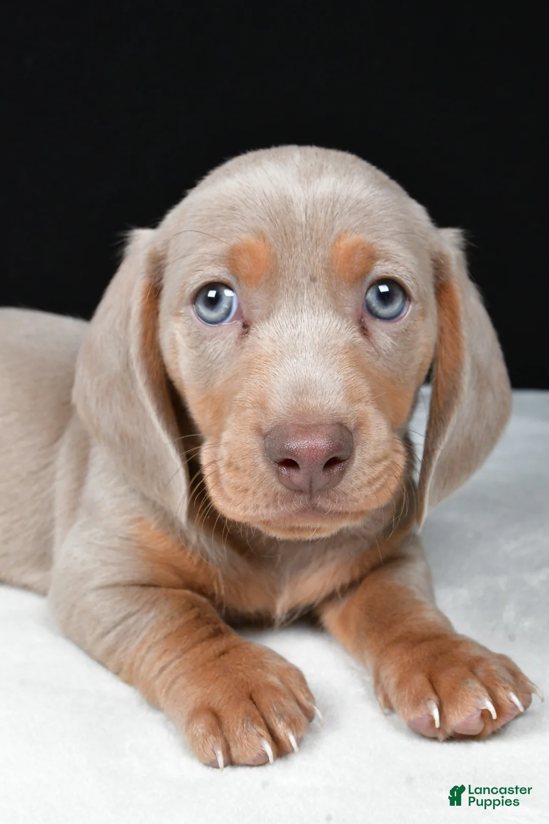 Miniature Dachshund dogs for sale: Bruno - Ad 2