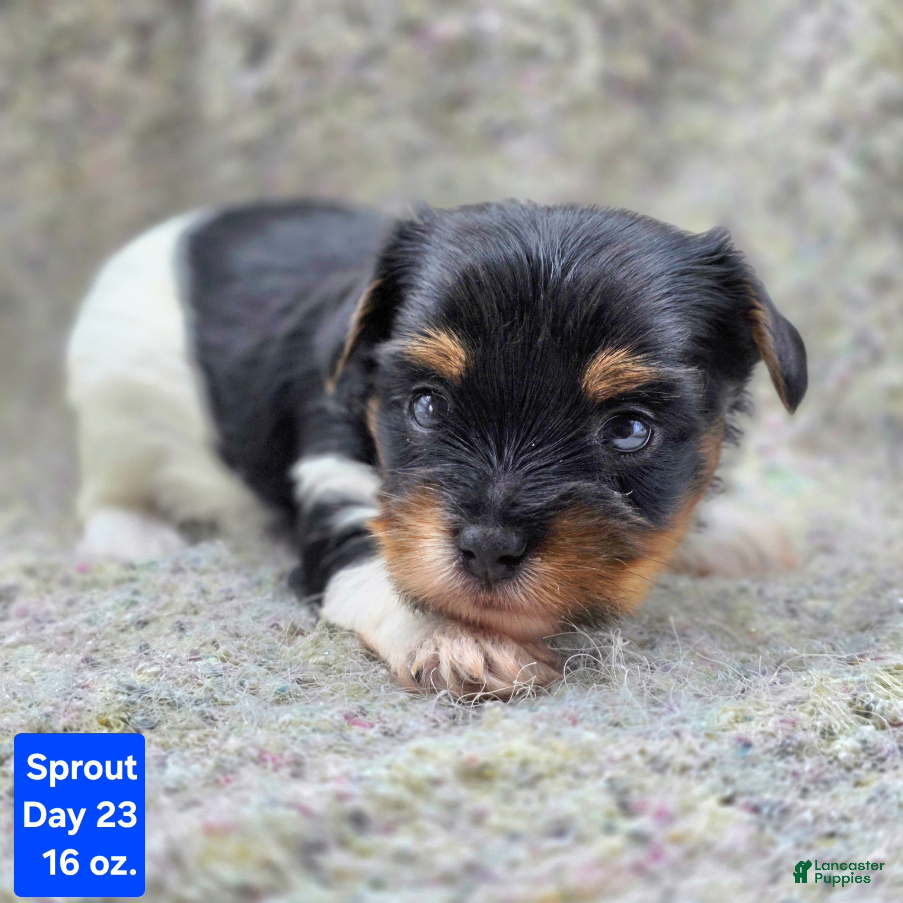 Yorkshire Terrier dogs for sale: Sprout - Ad 22