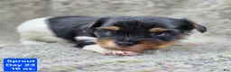 Yorkshire Terrier dogs for sale: Sprout - Ad 1