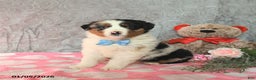 Australian Shepherd dogs for sale: Koda - Ad 3