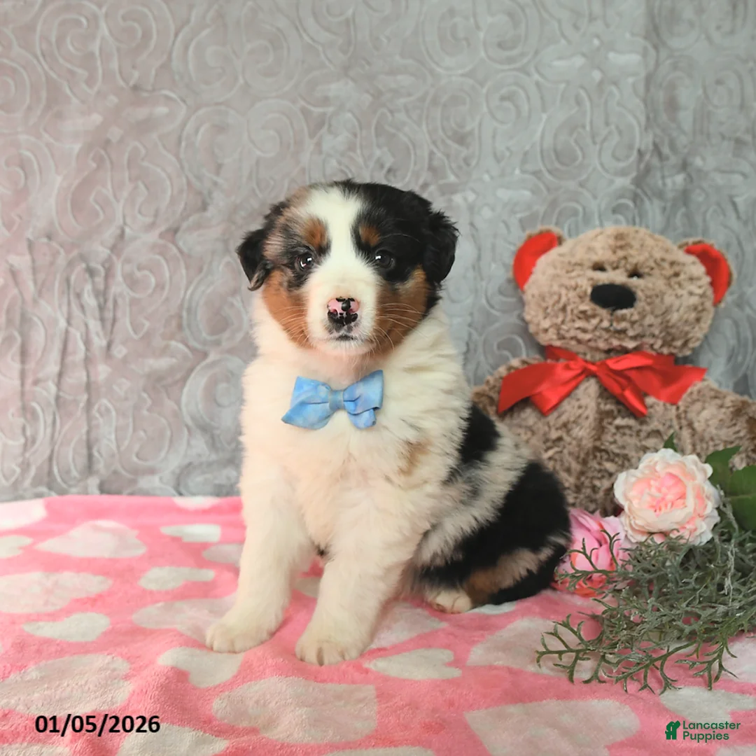 Australian Shepherd dogs for sale: Koda - Ad 6