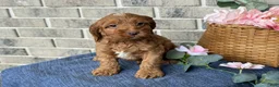 Cockapoo dogs for sale: Maverick - Ad 4