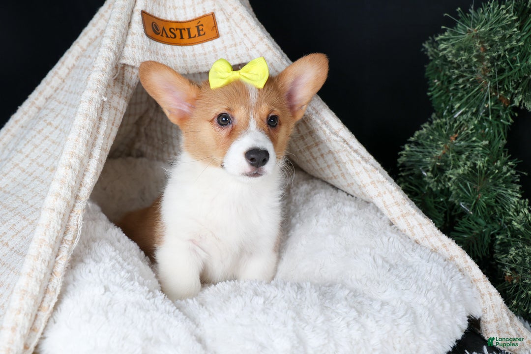 Welsh Corgi Pembroke dogs for sale: Izzy - Ad 9