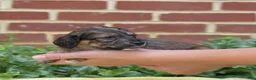 Miniature Dachshund dogs for sale: Camper  - Ad 4