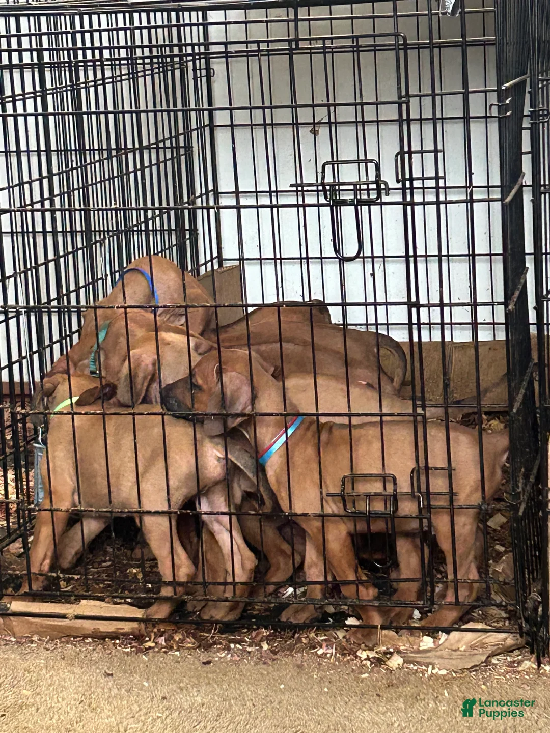 Rhodesian Ridgeback dogs for sale: Rhodesian Ridgeback Puppy 1 sky blue collar - Ad 37
