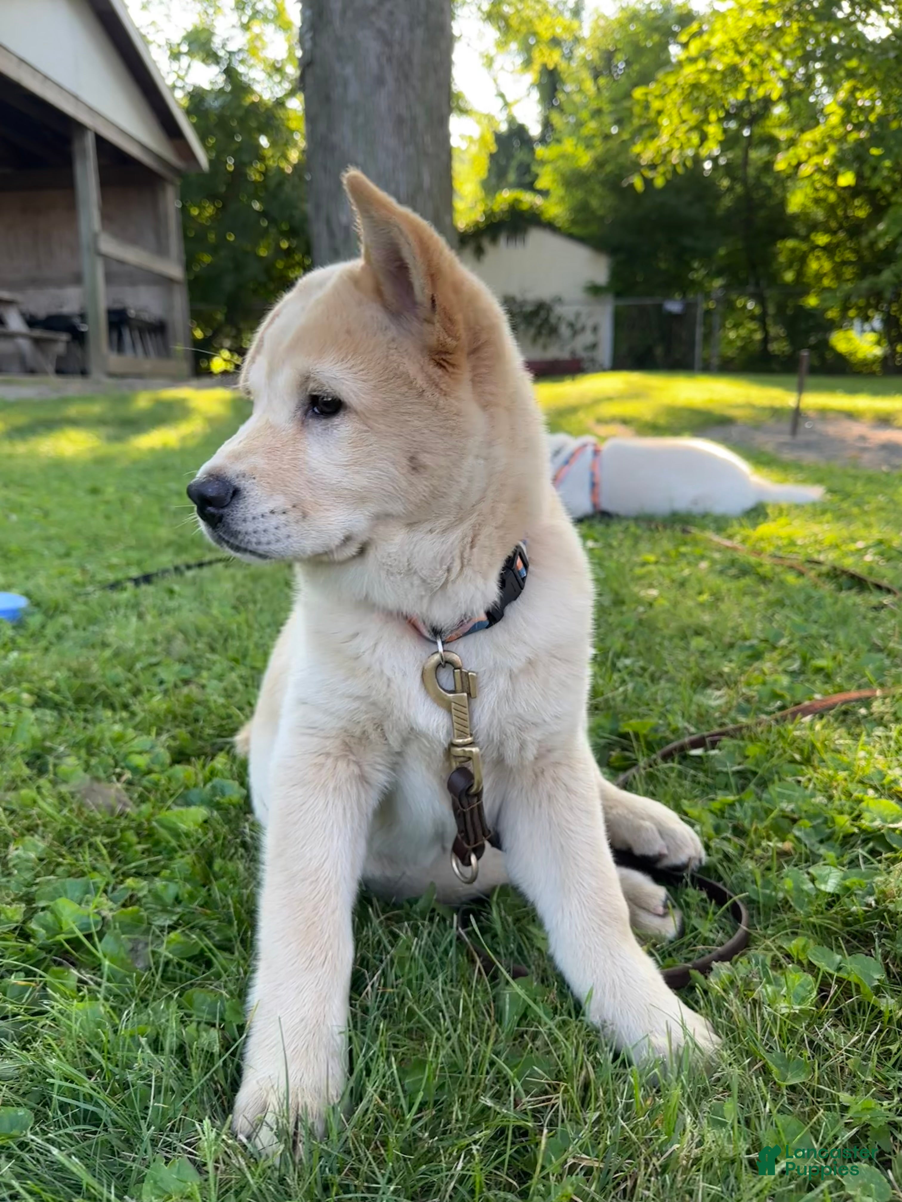 Mixed Breed dogs Chowsky girl 2 - Ad 2