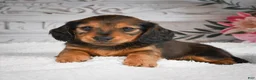 Miniature Dachshund dogs for sale: AKC-Daisy - Ad 9