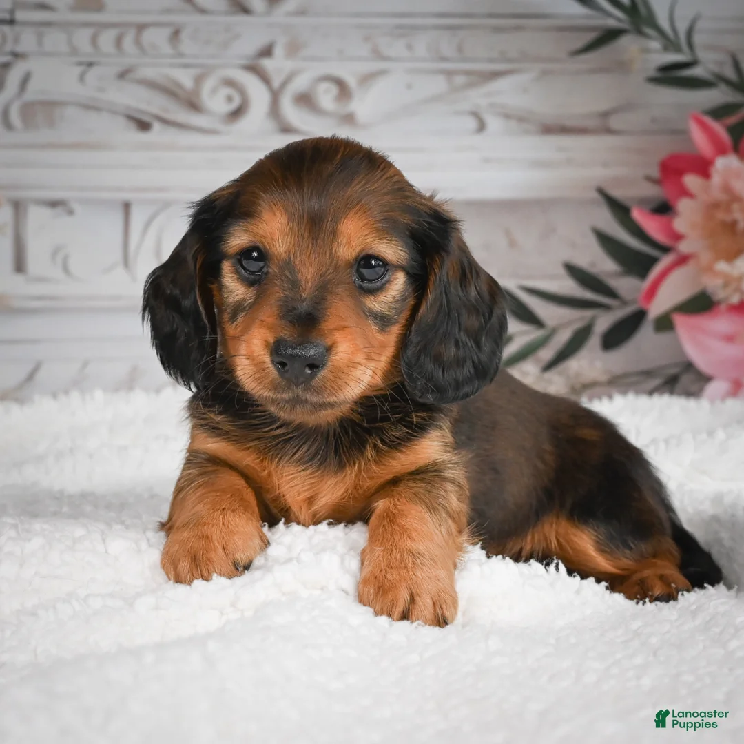 Miniature Dachshund dogs for sale: AKC-Daisy - Ad 9