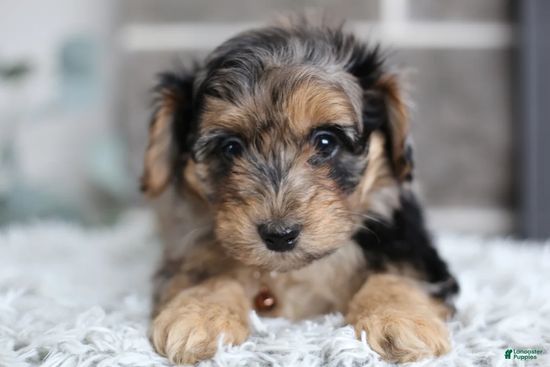 Maltipoo dogs for sale: Pebbles - Ad 11