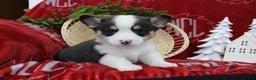Welsh Corgi Pembroke dogs for sale: Brantley  - Ad 1
