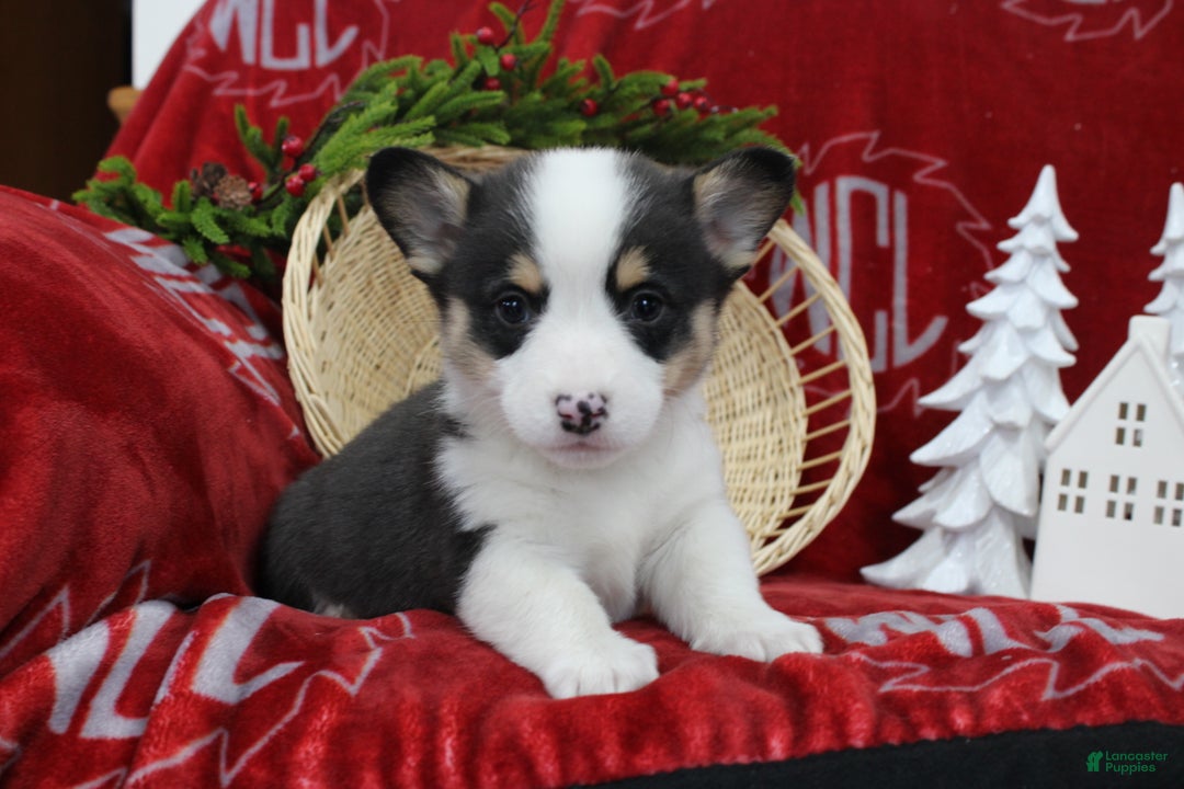 Welsh Corgi Pembroke dogs for sale: Brantley  - Ad 1