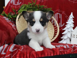 Welsh Corgi Pembroke dogs Brantley - Ad 41