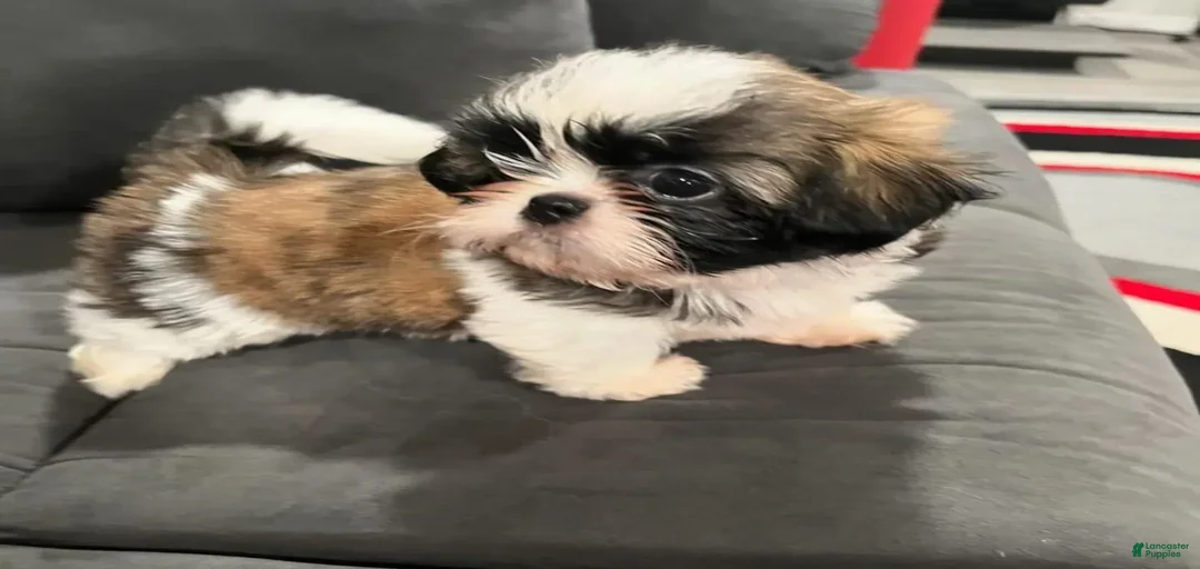 Gallery Image {{count}}