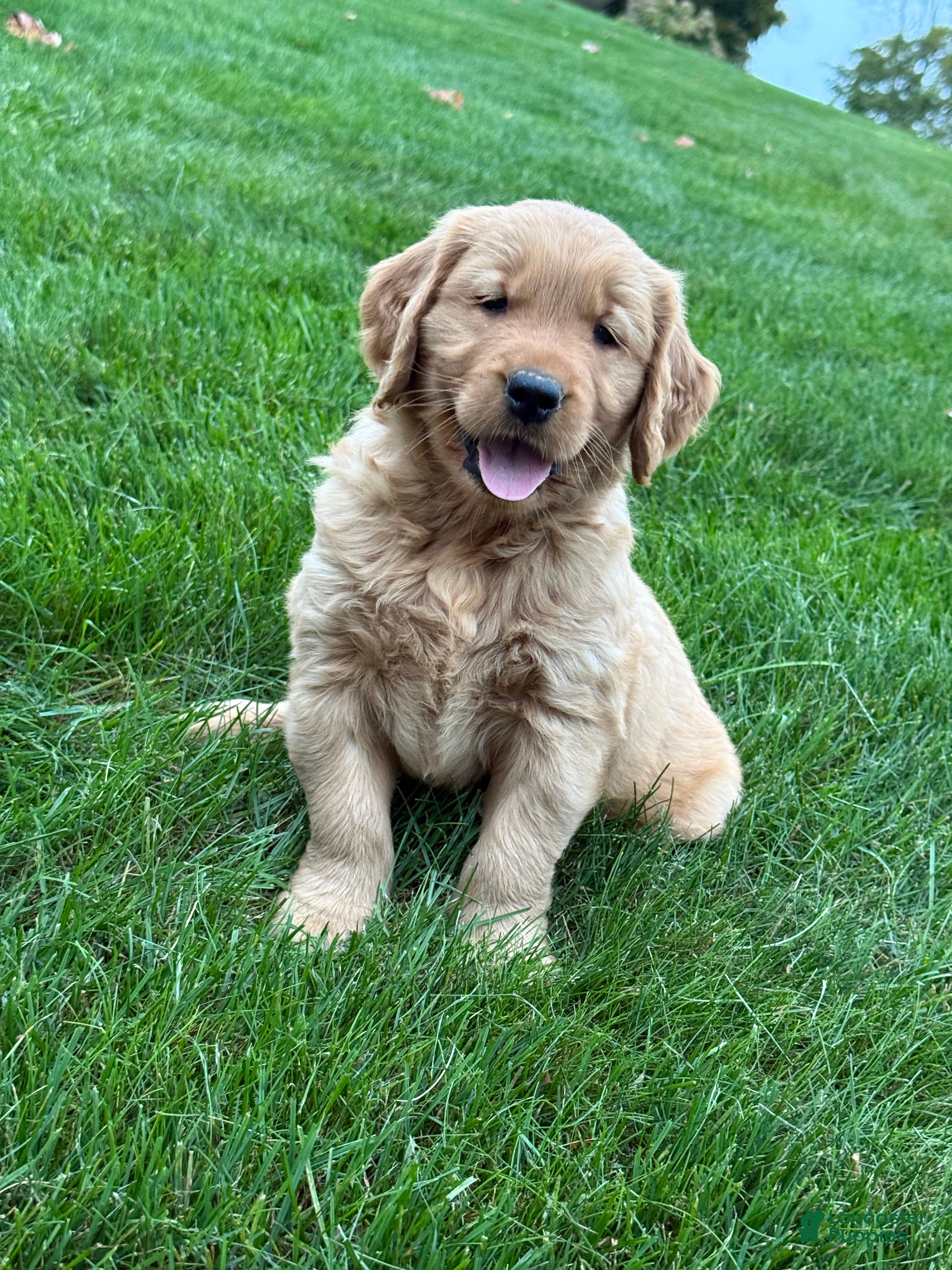 Golden Retriever dogs Nash - Ad 1