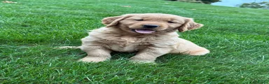 Nash