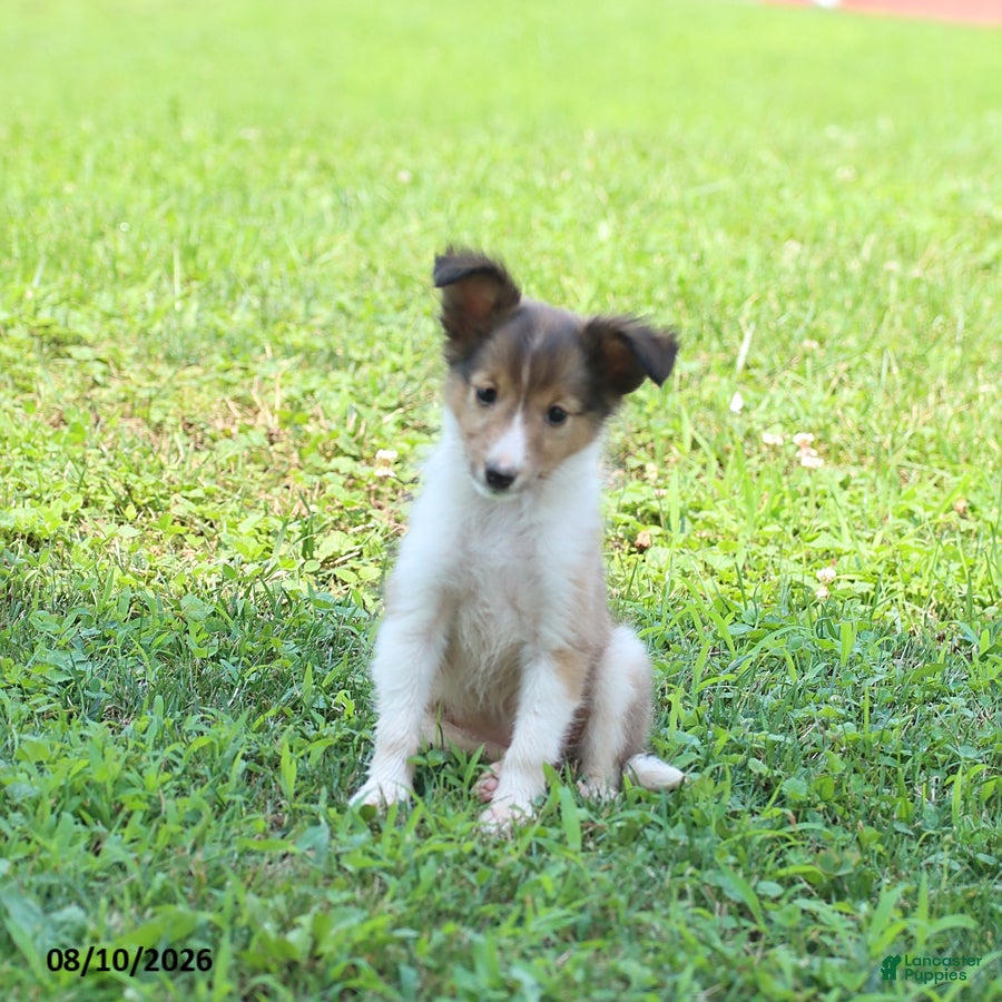 Shetland Sheepdog dogs Bonnie - Ad 2