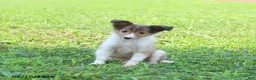 Shetland Sheepdog dogs for sale: Bonnie - Ad 2