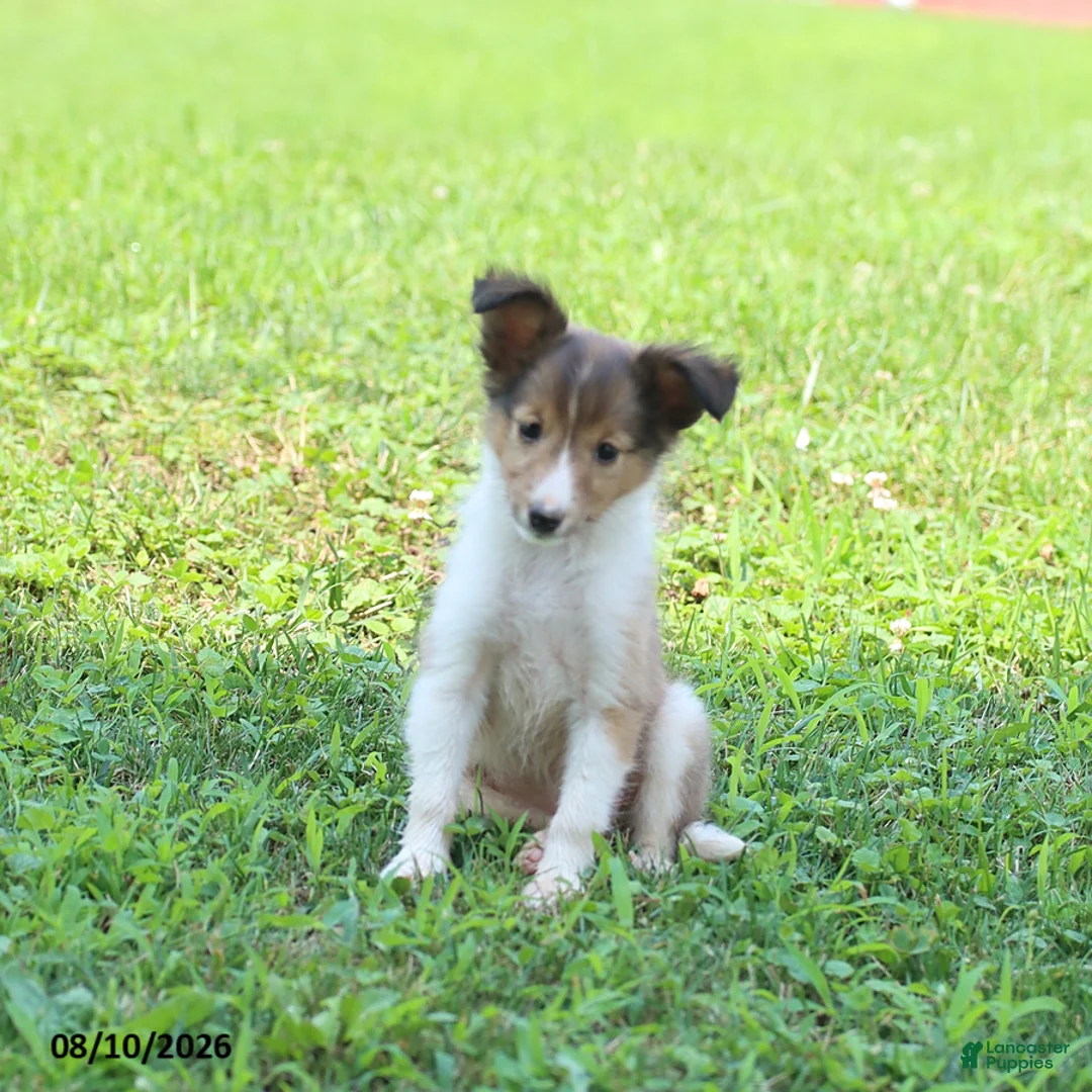 Shetland Sheepdog dogs for sale: Bonnie - Ad 2