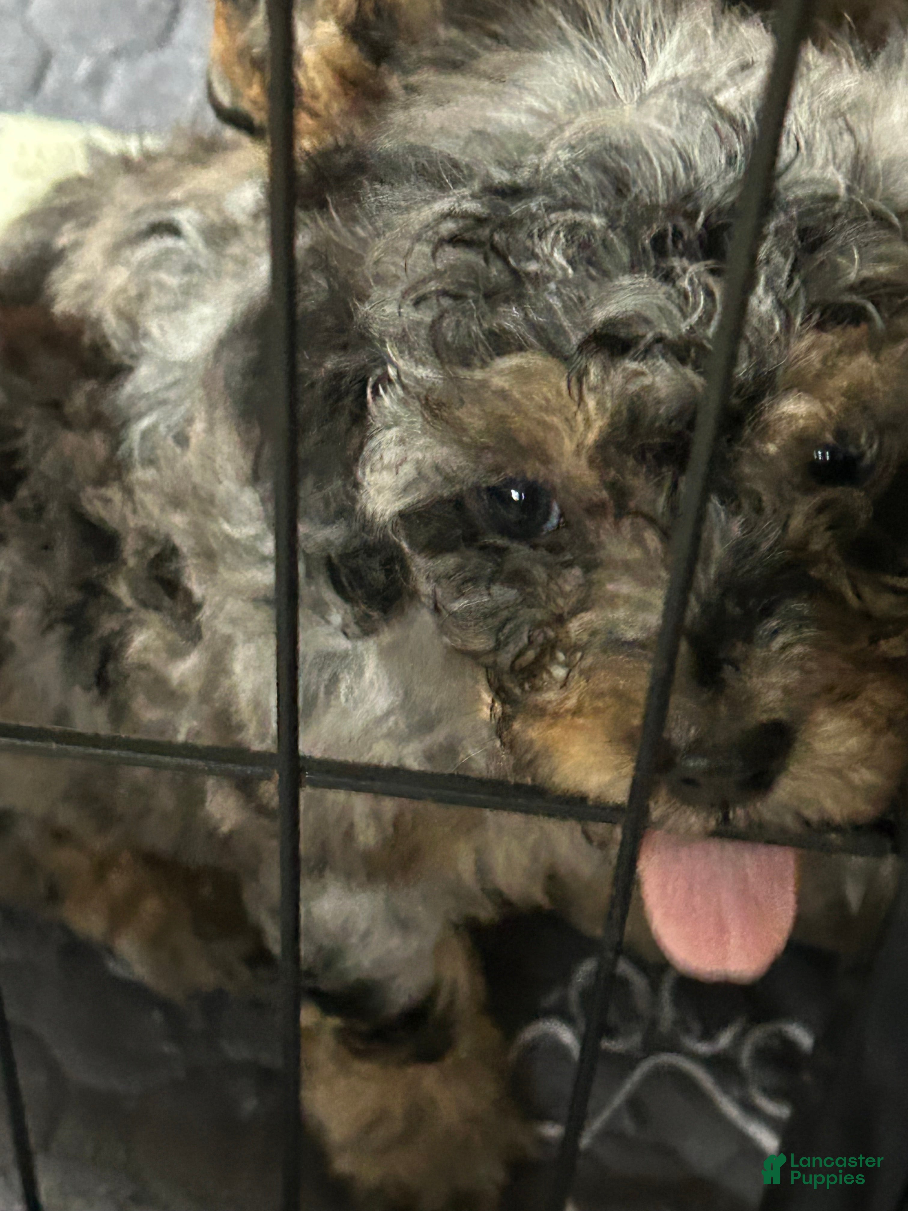 Cavapoo dogs Cavapoo 4 Mookie - Ad 2