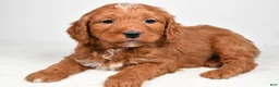 Mini Goldendoodle dogs for sale: Blake - Ad 1