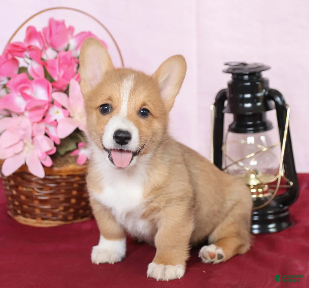 Gallery Image {{count}}