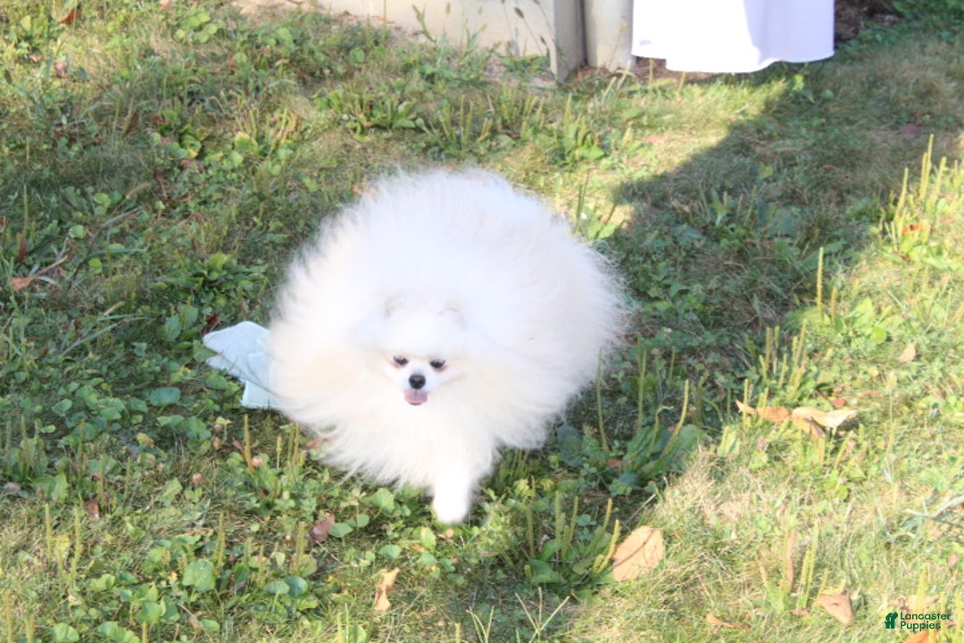 Pomeranian dogs for sale: Tiny Teddy - Ad 19