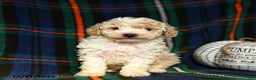 Toy Poodle dogs for sale: Ace - Ad 4