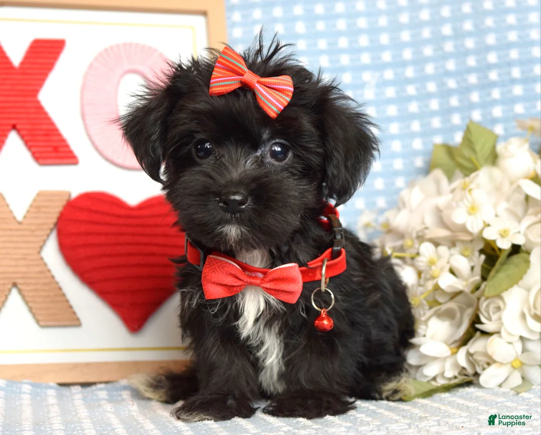 Yorkiepoo dogs for sale: Lexi - Ad 2