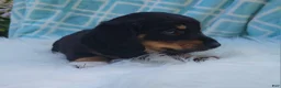 Miniature Dachshund dogs for sale: Venture  - Ad 28