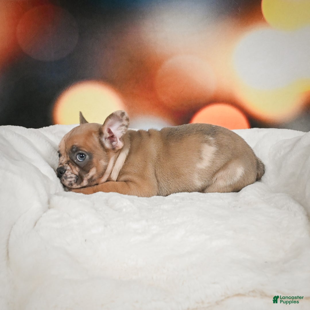 French Bulldog dogs for sale: Gus - Ad 3