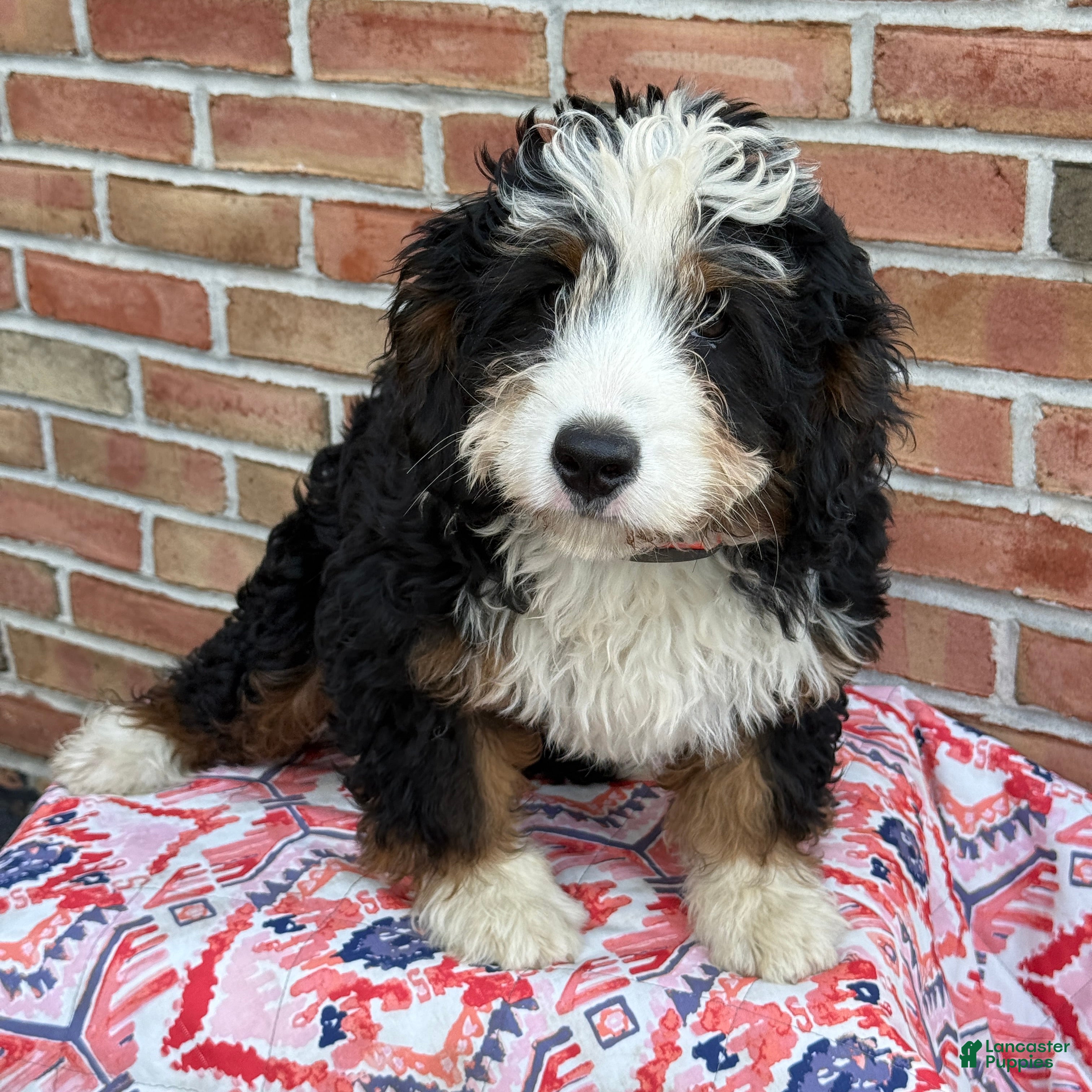 Mixed Breed dogs for sale: Dolly - Ad 1