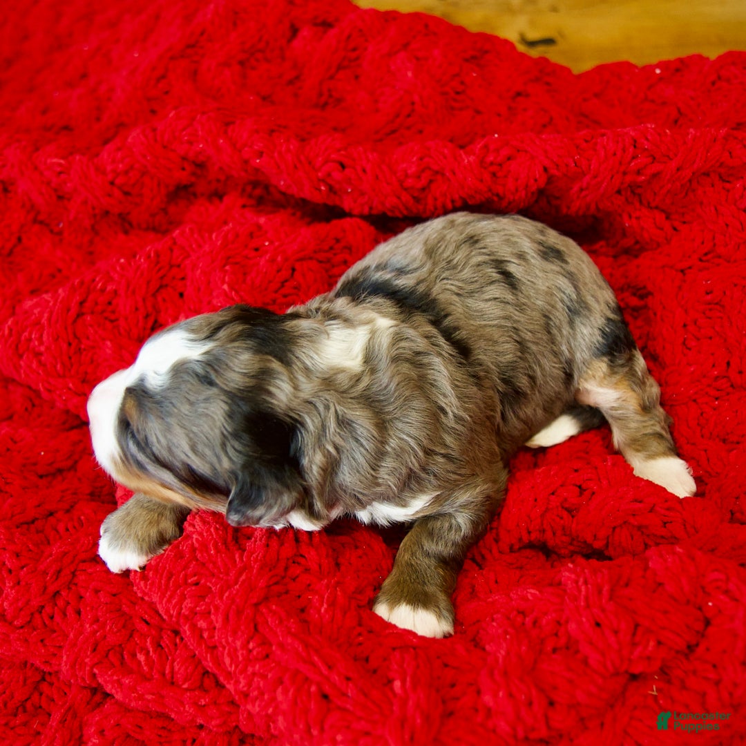 Mini Bernedoodle dogs for sale: Pudding Pop - Ad 13