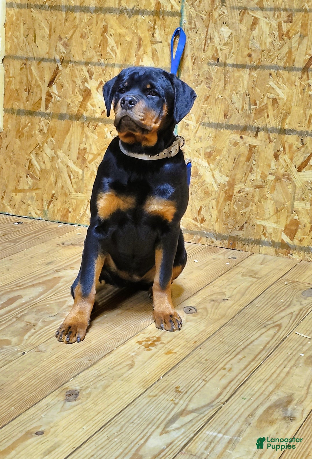 Rottweiler dogs for sale: Becky  - Ad 3